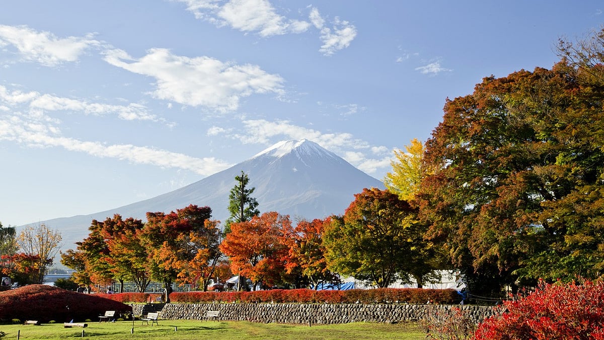 en.kawaguchiko.net/website : Vibrant autumn hues against the backdrop of Mount Fuji
